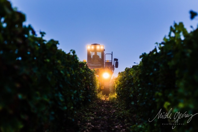 Vendanges