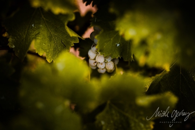 Vendanges