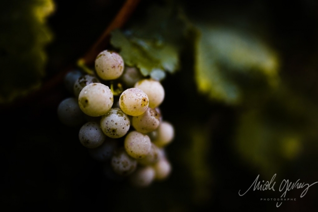 Vendanges