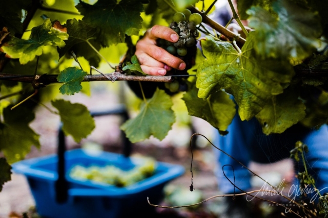 Vendanges