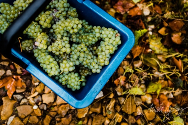 Vendanges