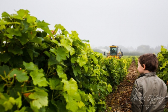 Vendanges