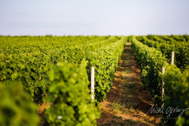 Vignes Pouilly-Fumé